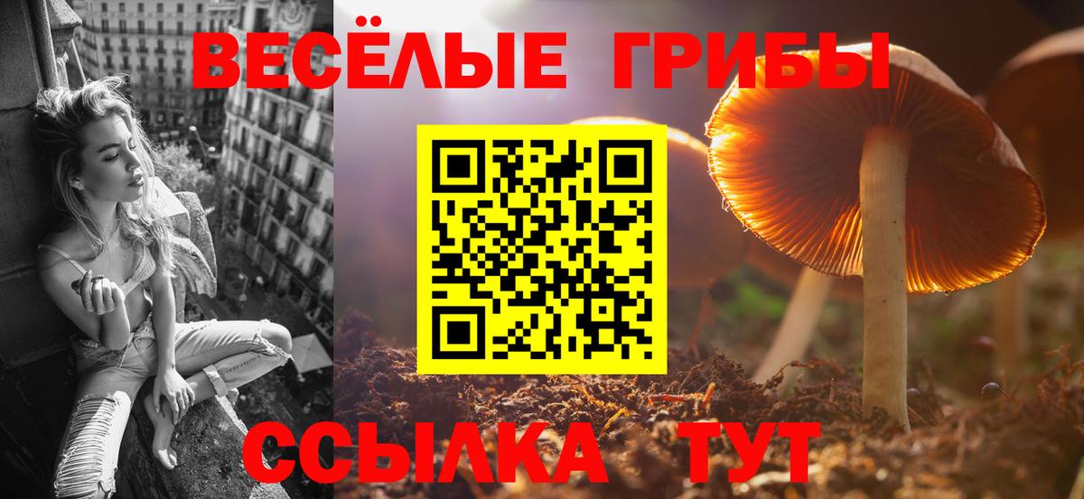 Псилоцибиновые грибы Psilocybe Кольчугино